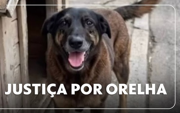 Crueldade Revelada: Suspeitos de matar cão Orelha tentaram afogar outro animal antes do crime