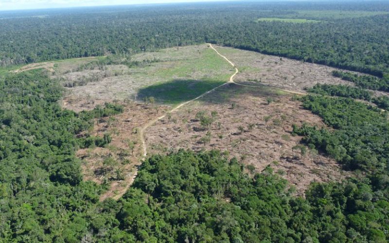 Ordem de Cima: STF determina que Governo Federal crie plano rigoroso contra o desmatamento na Amazônia