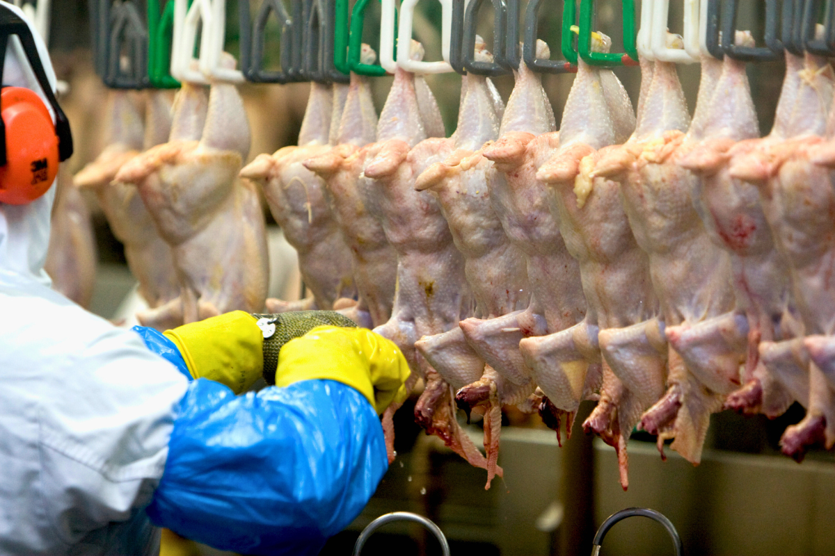 Vitória no Campo: China volta a importar carne de frango do Rio Grande do Sul após fim de embargo sanitário