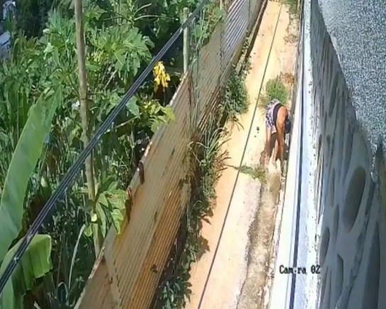 "Vizinha mão leve": Mulher é presa em Santana do Paraíso após furtar mudas de pinheiro da porta de residência